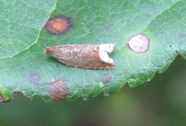 Ancylis selenana (Tortricidae)?